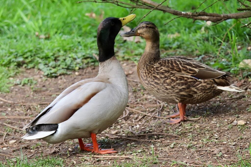 mallards, pair of ducks, duck couple-8767491.jpg