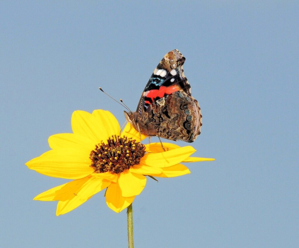 flower, insect, entomology-8851135.jpg